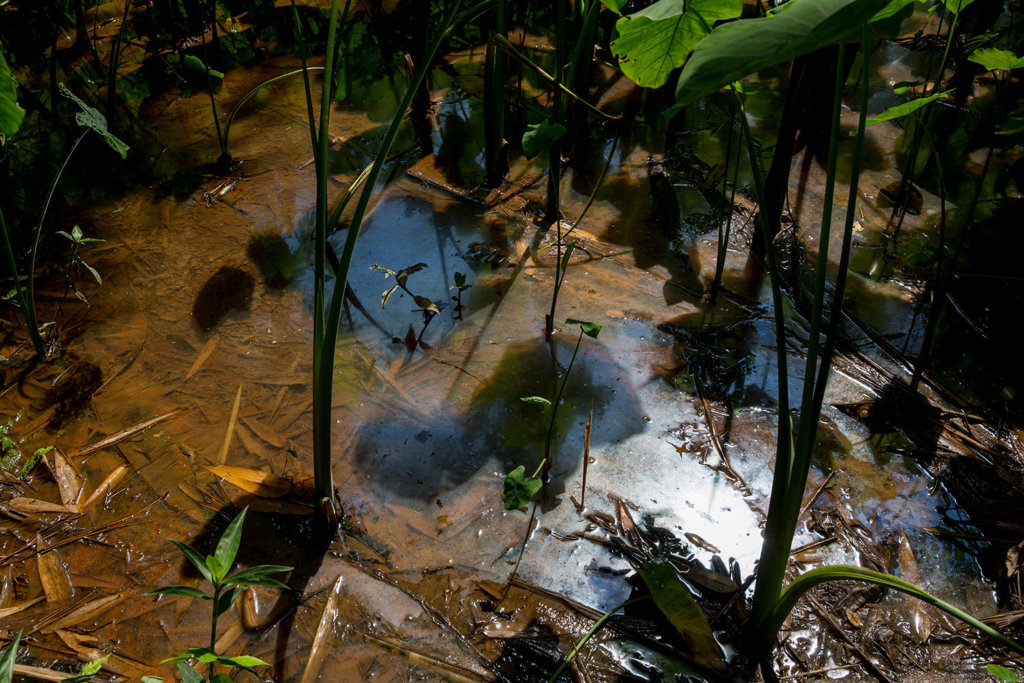 Pools of discoloration in a stream located near Tungkum Limited mine site in Na Nong Bong village, Loei Province. ©Luke Duggleby/Fortify Rights, 2016 